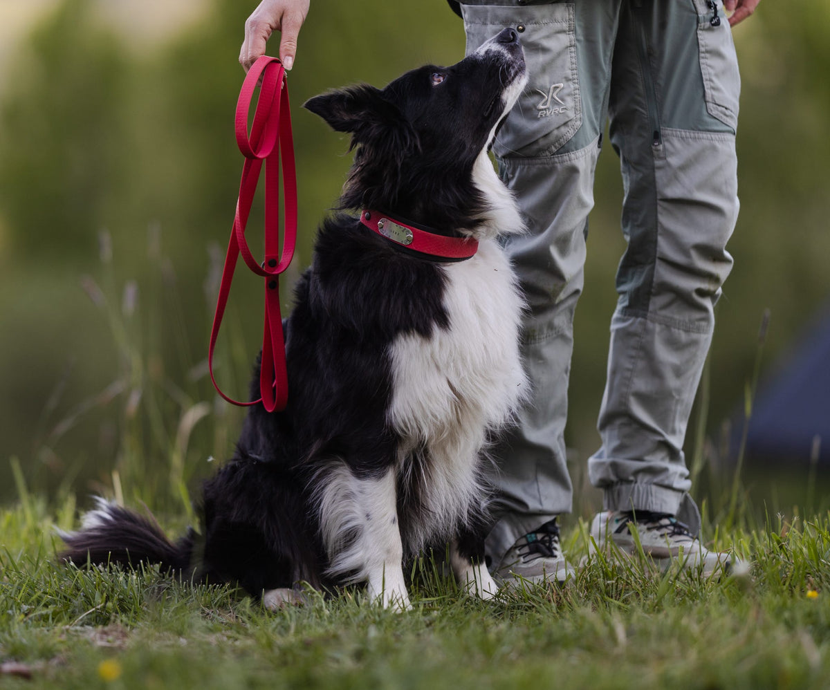 HALSBÅND OG KOBBLER