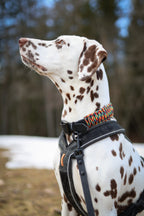 Paracord Halsbånd 38mm