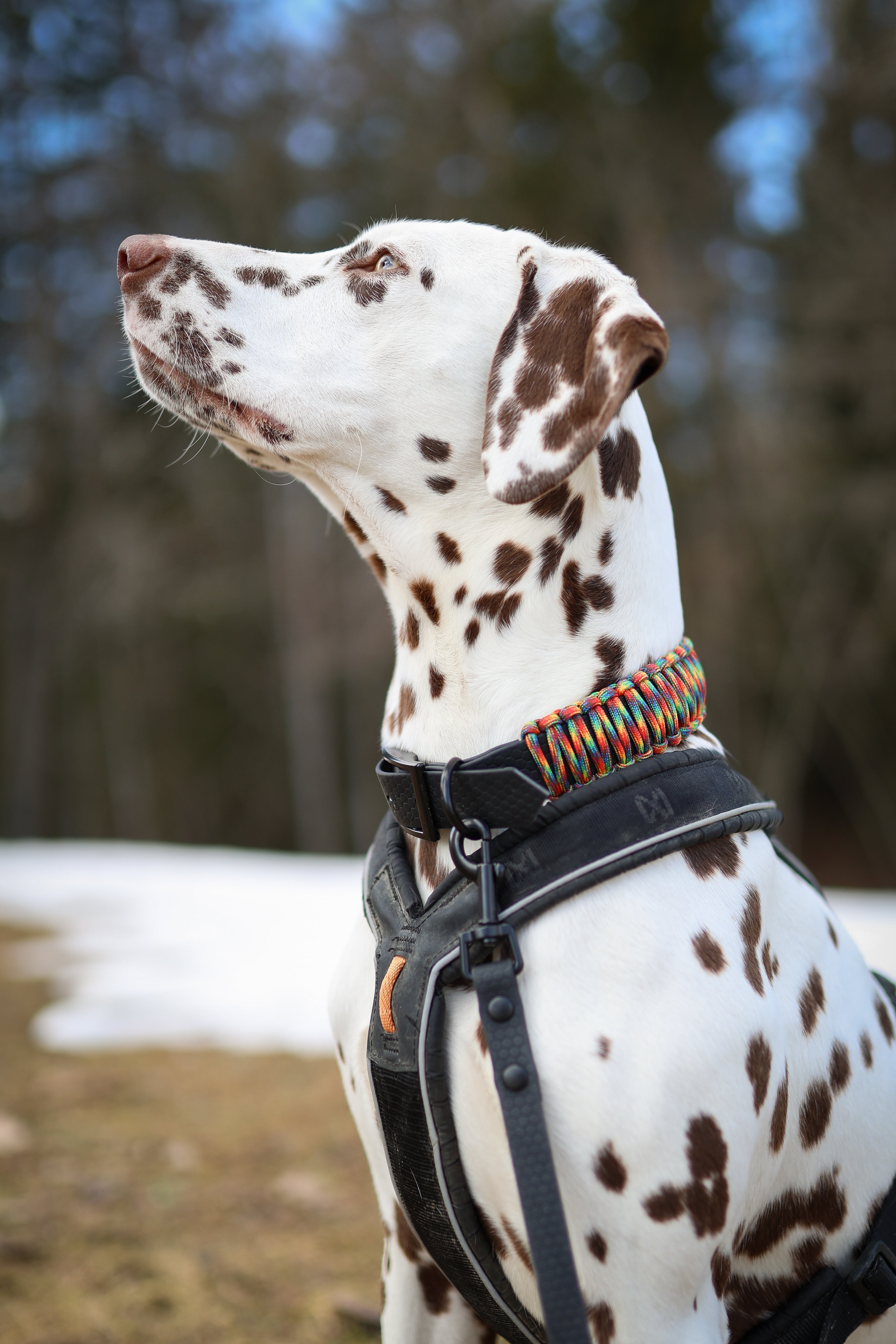 Paracord Halsbånd 25mm