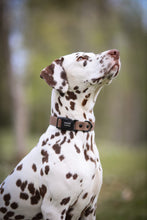 Load image into Gallery viewer, Rally collar
