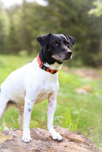 Load image into Gallery viewer, Rally collar
