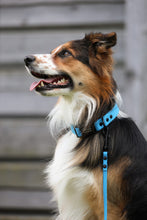 Load image into Gallery viewer, Rally collar
