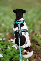 TrailGo Amazonite