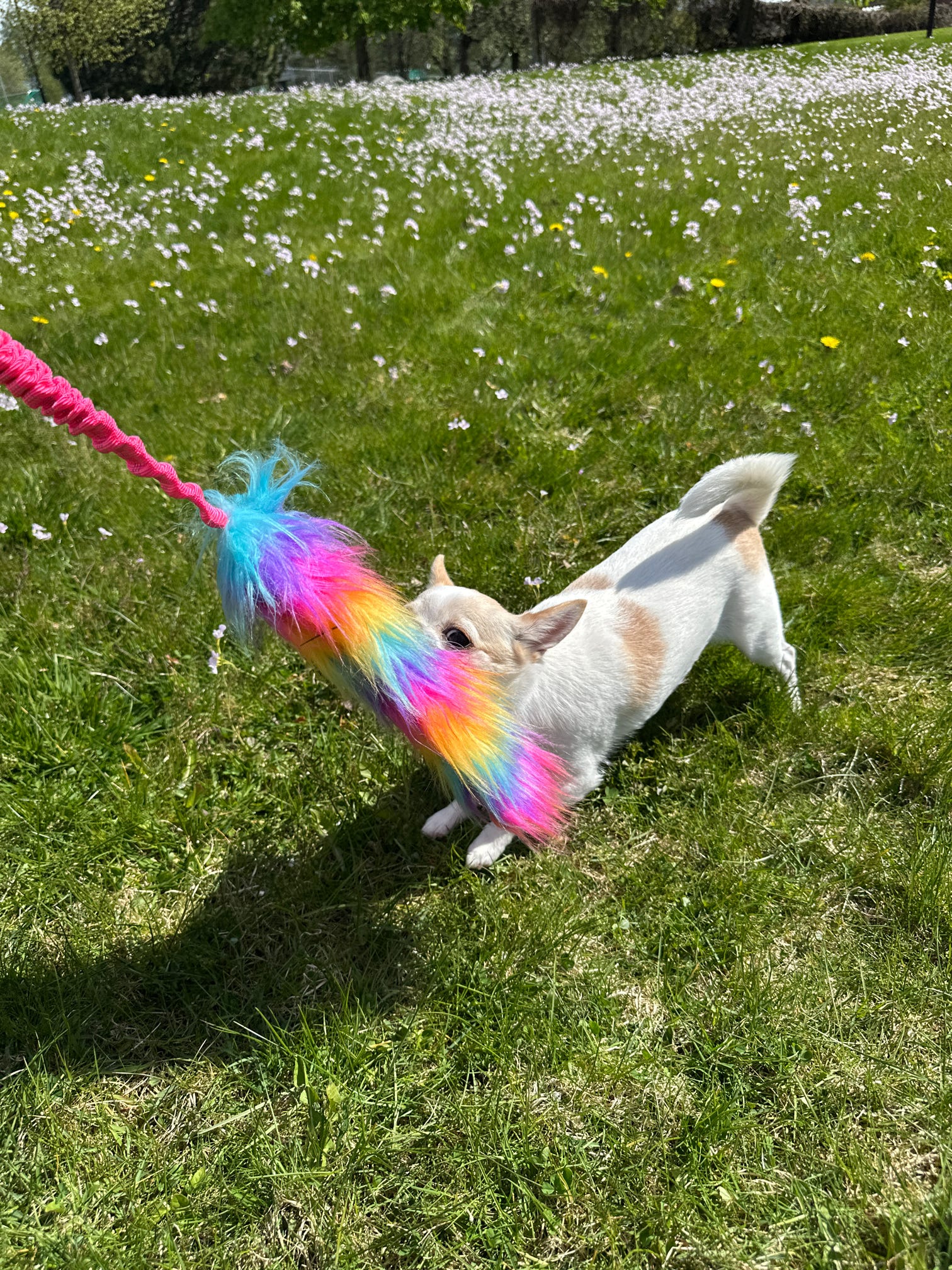 Rainbow fluff