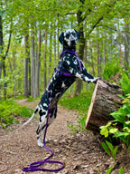 TrailGo Ametyst