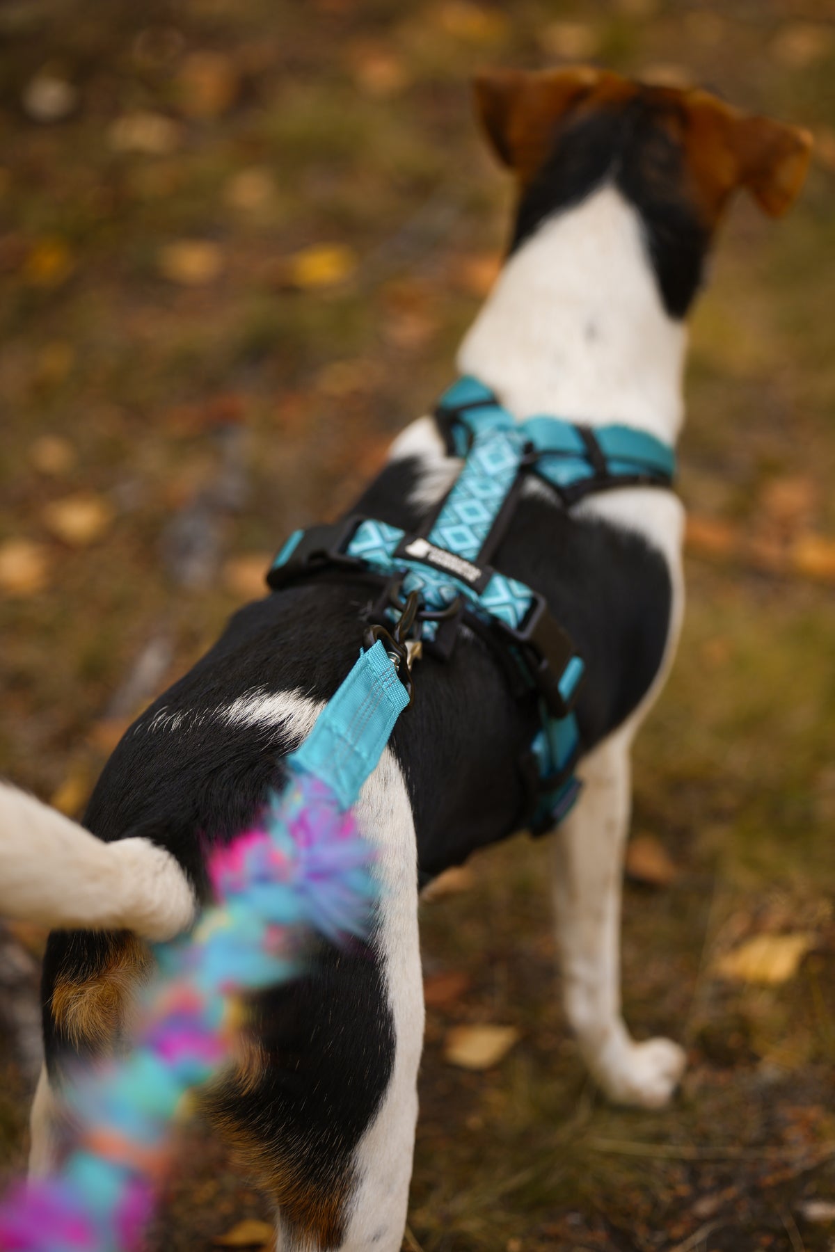 Play Leash