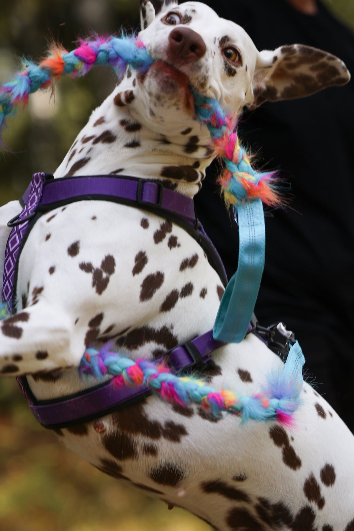 Play Leash