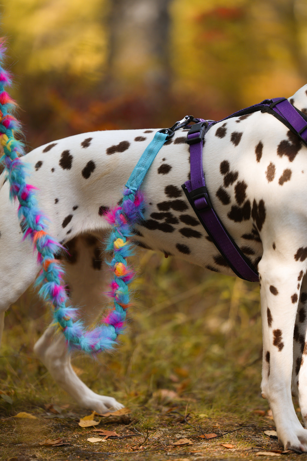Play Leash