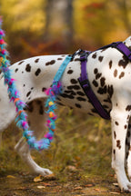 Play Leash