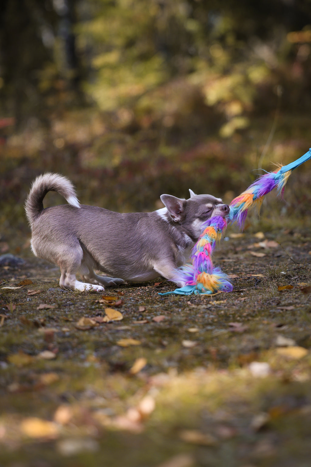 Rainbow Fletta