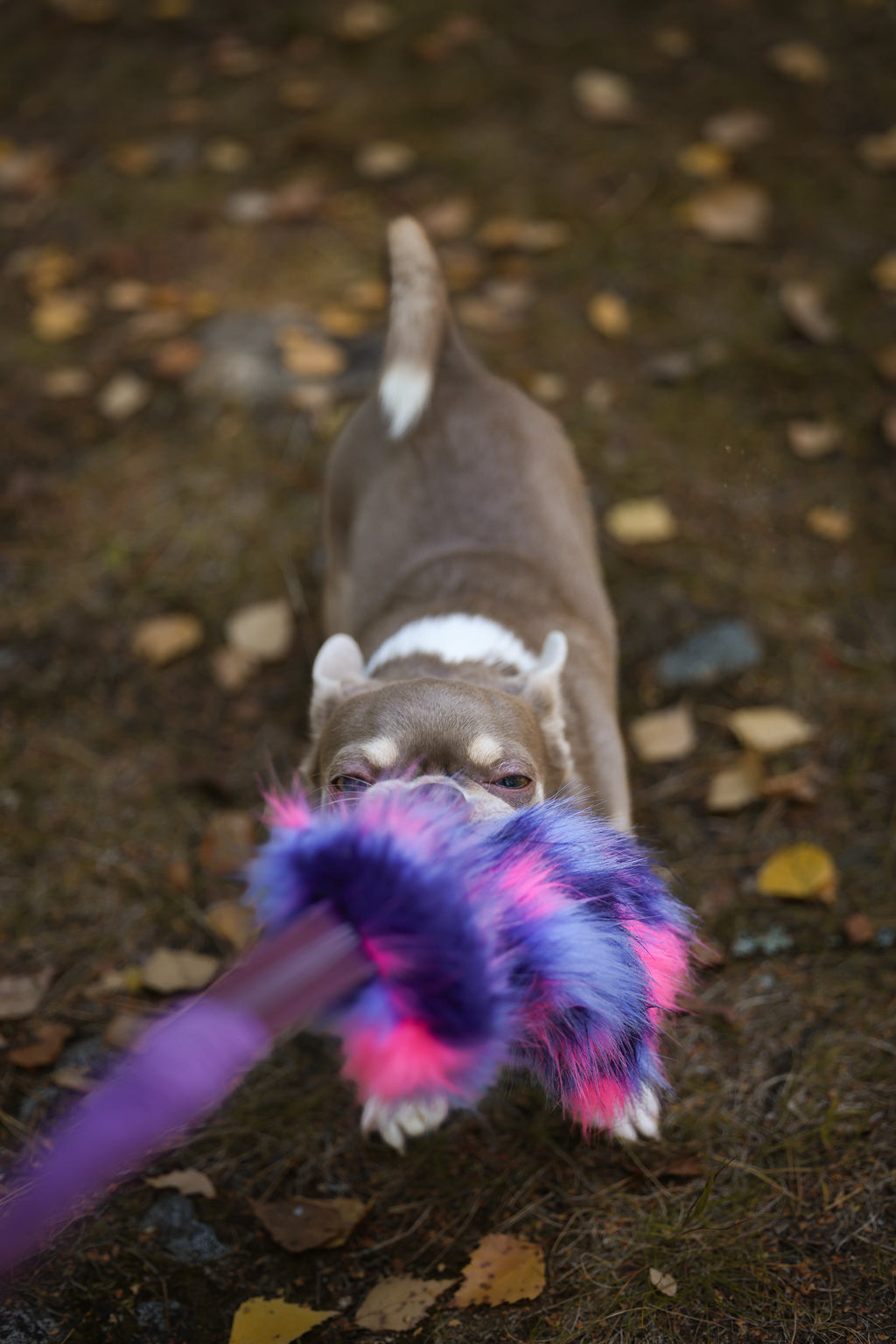Purple Leopard Godbitleke