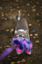 Purple Leopard Godbitleke