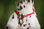 Heart Tag Collar