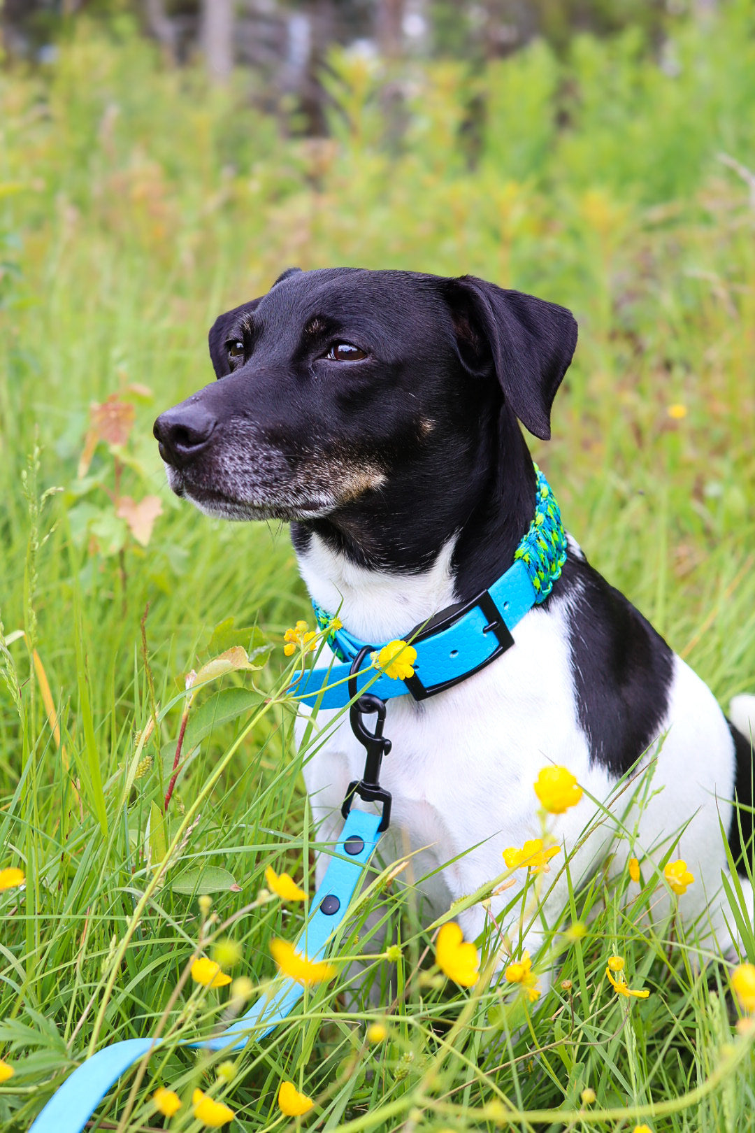 Paracord Halsbånd 38mm
