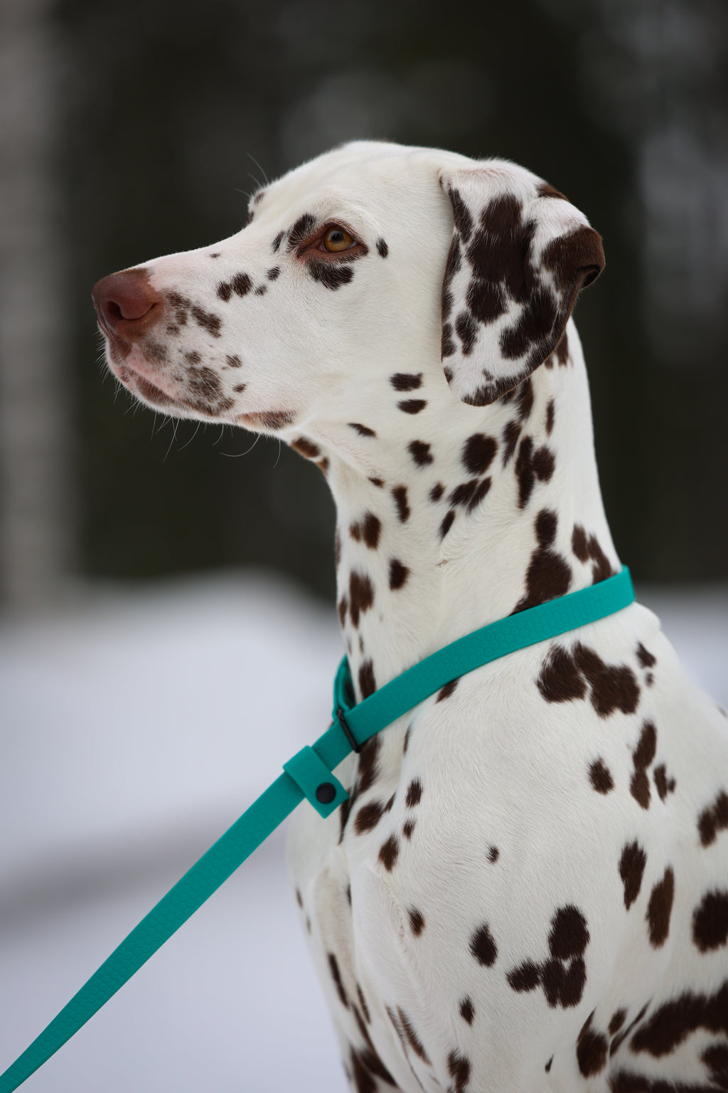 Retriver kobbel