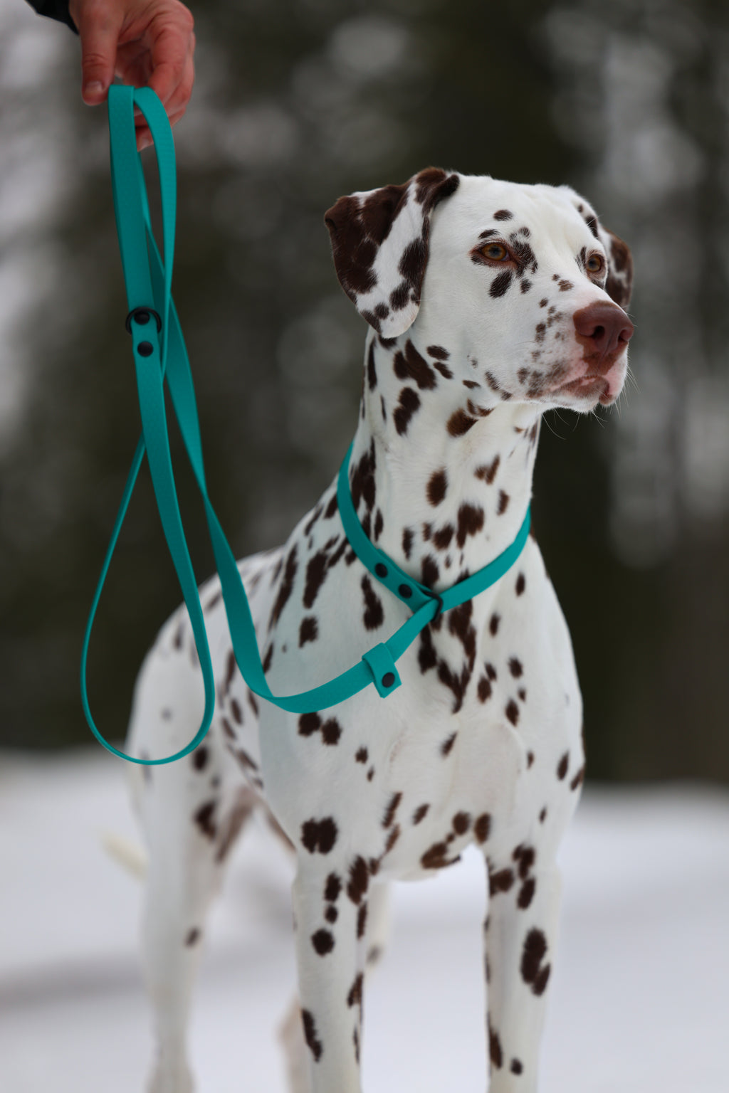 Retriver kobbel