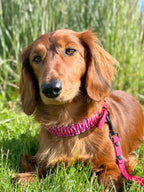 Paracord Halsbånd 25mm