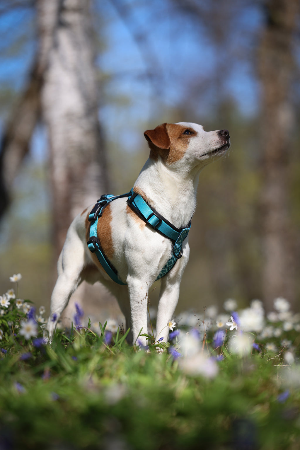 TrailGo Amazonite