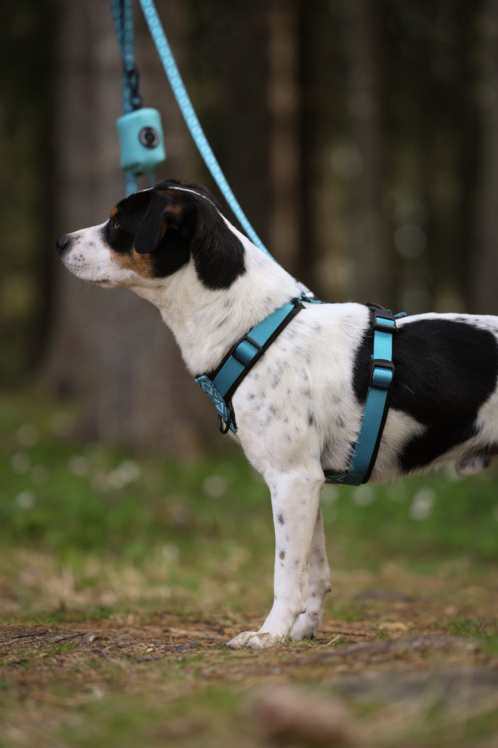 TrailGo Amazonite